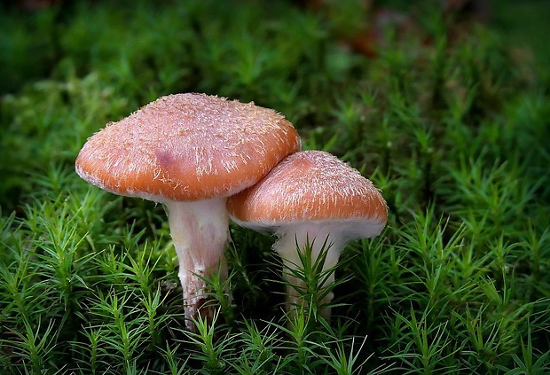 podpňovka obyčajná Armillaria mellea (Vahl) P. Kumm.