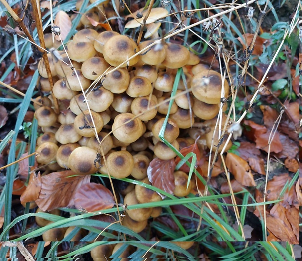 podpňovka obyčajná Armillaria mellea (Vahl) P. Kumm.