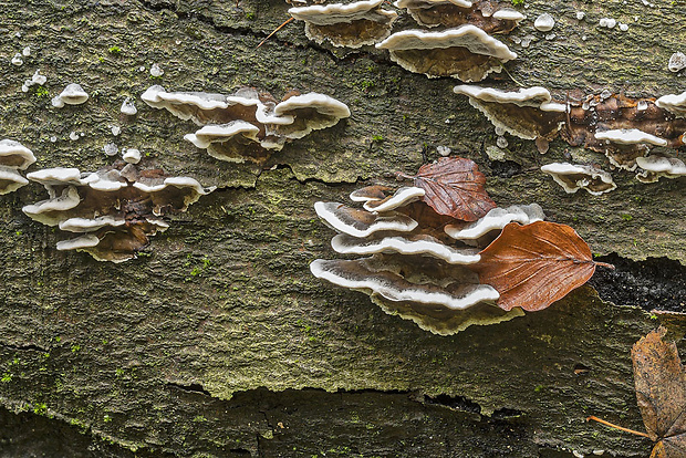 sivopórovka tmavá Bjerkandera adusta (Willd.) P. Karst.