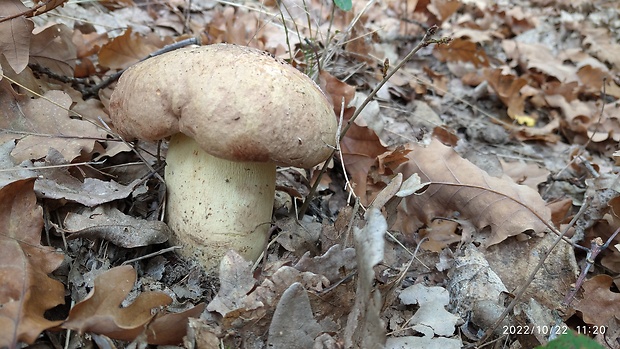 hríb príveskatý Butyriboletus appendiculatus (Schaeff. ex Fr.) Secr.