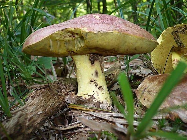 hríb kráľovský Butyriboletus regius (Krombh.) D. Arora & J.L. Frank