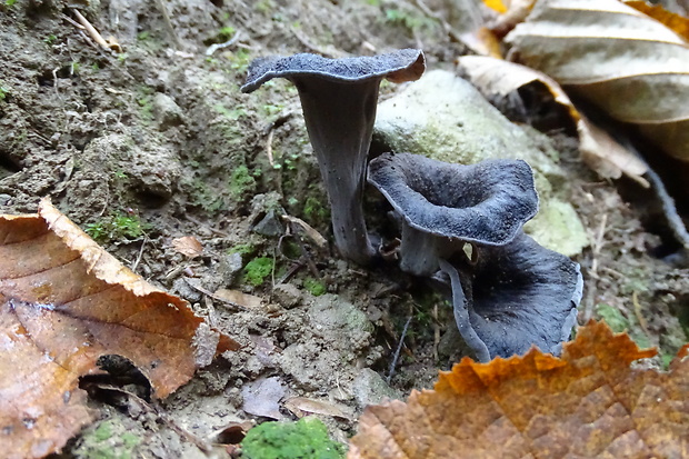 lievik trúbkovitý ? Craterellus cornucopioides (L.) Pers.