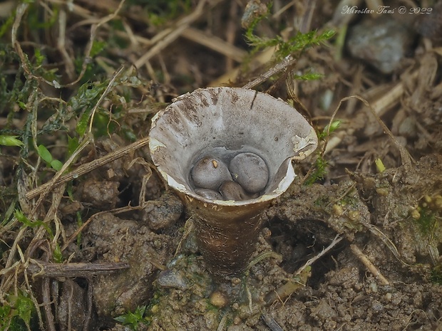 čiaškovec hladký Cyathus olla (Batsch) Pers.