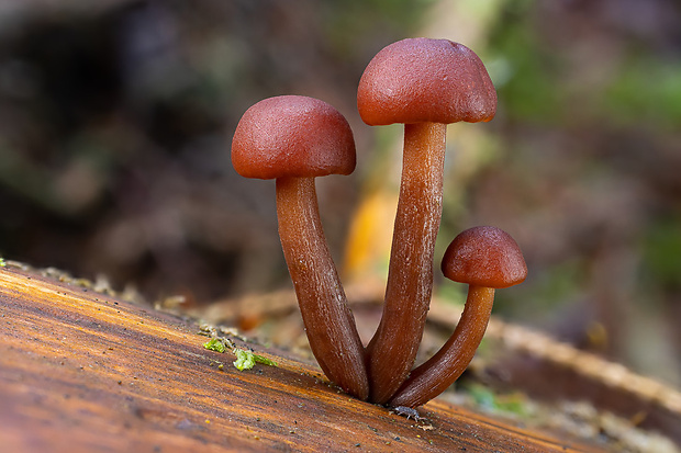 šupinovec Gymnopilus sp.