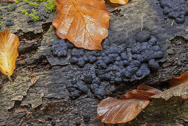 drevovček Hypoxylon sp.