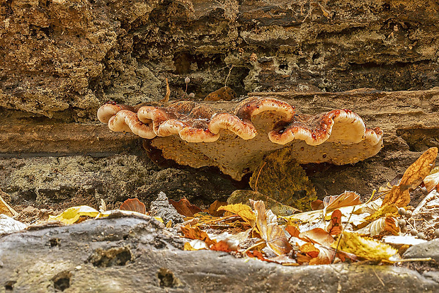 smolokôrovka buková Ischnoderma resinosum (Schrad.) P. Karst.