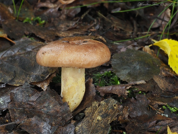 rýdzik mäsovočervenkastý Lactarius hysginus (Fr.) Fr.