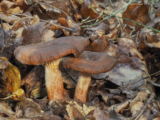 rýdzik vodnatý Lactarius serifluus (DC.) Fr.