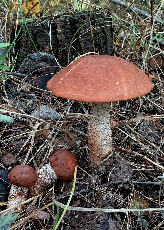 kozák dubový Leccinum aurantiacum (Bull.) Gray