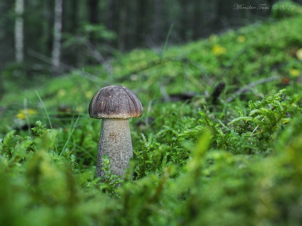 kozák sivohnedý Leccinum cyaneobasileucum Lannoy & Estadès