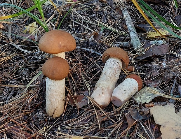 kozák osikový hnedý Leccinum rufum var. decipiens (Singer) Klofac