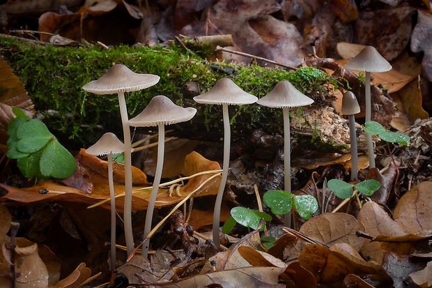 prilbička Abramsova Mycena abramsii (Murrill) Murrill