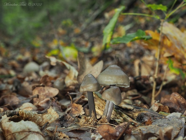 prilbička ryhovaná Mycena polygramma (Bull.) Gray