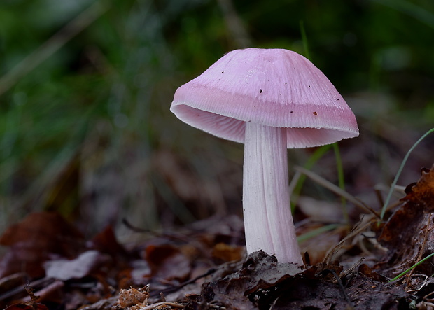 prilbička ružovkastá Mycena rosea Gramberg