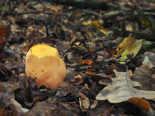 uško oslie Otidea onotica (Pers.) Fuckel