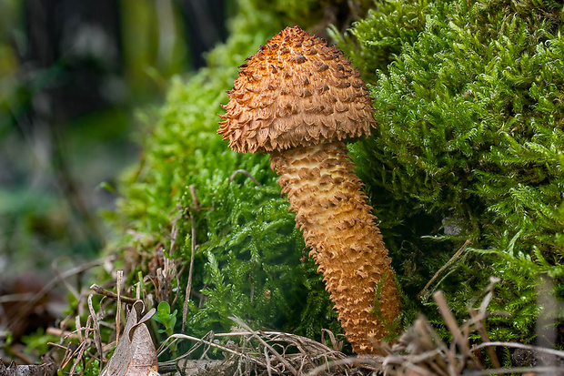 šupinovka šupinatá Pholiota squarrosa (Vahl) P. Kumm.