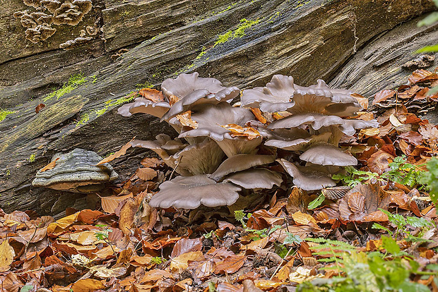 hliva ustricovitá Pleurotus ostreatus (Jacq.) P. Kumm.