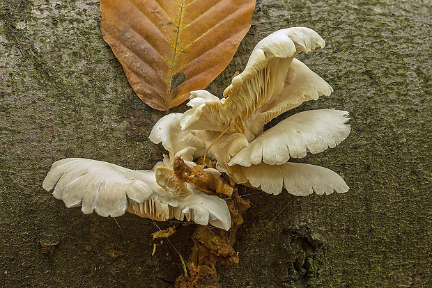 hliva Pleurotus sp.