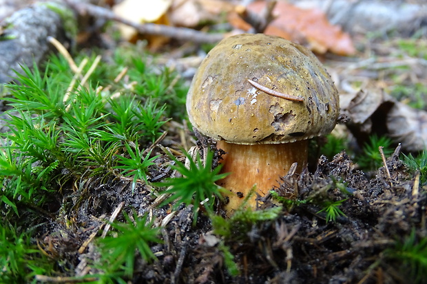 hríb zrnitohlúbikový Sutorius luridiformis (Rostk.) G. Wu & Zhu L. Yang