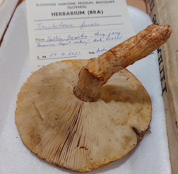 čírovka prsteňová Tricholoma focale (Fr.) Ricken