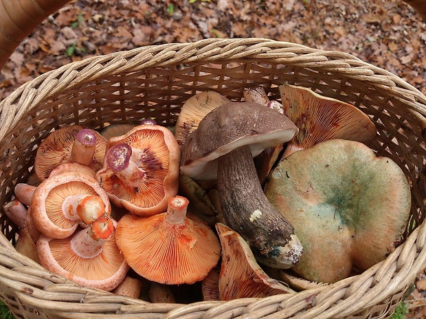 rýdzik pravý Lactarius deliciosus (L.) Gray