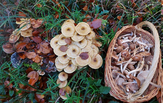 podpňovka obyčajná Armillaria mellea (Vahl) P. Kumm.