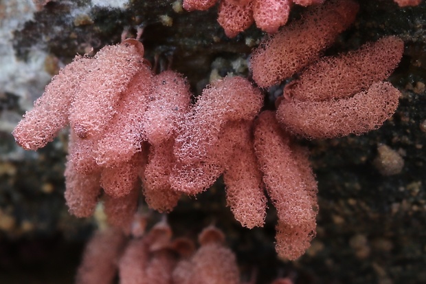 mištička Arcyria sp.