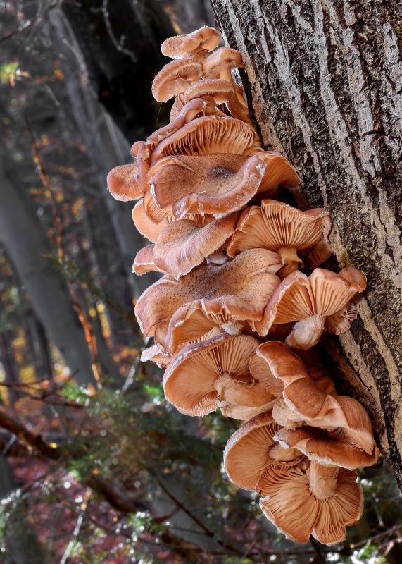 podpňovka obyčajná Armillaria mellea (Vahl) P. Kumm.