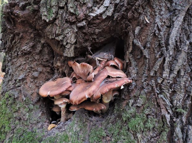 podpňovka obyčajná Armillaria mellea (Vahl) P. Kumm.