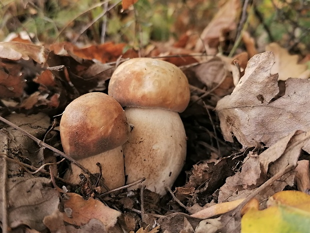 hríb bronzový Boletus aereus Bull. ex Fr.