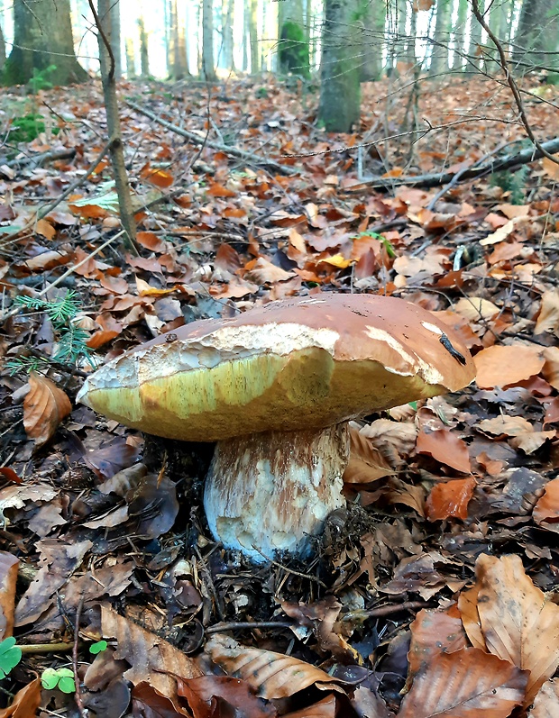 hríb smrekový Boletus edulis Bull.