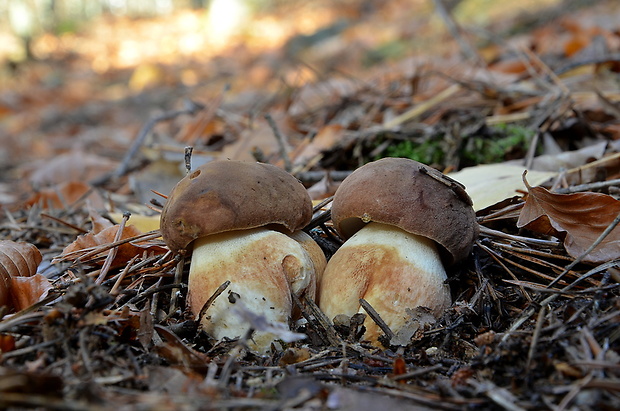 hríb sosnový Boletus pinophilus Pil. et Dermek in Pil.