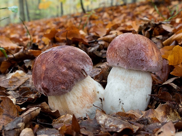 hríb sosnový Boletus pinophilus Pil. et Dermek in Pil.