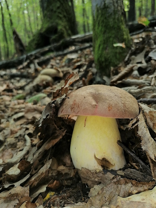 hríb kráľovský Butyriboletus regius (Krombh.) D. Arora & J.L. Frank