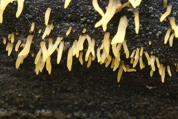 parôžkovec malý Calocera cornea (Fr.) Loud.