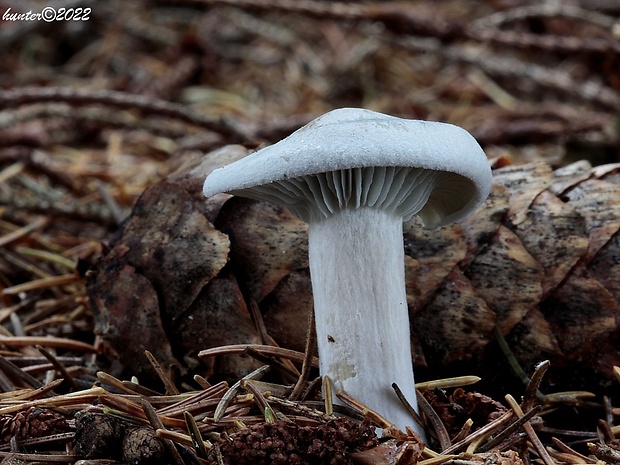 strmuľka anízová Clitocybe odora (Bull.) P. Kumm.