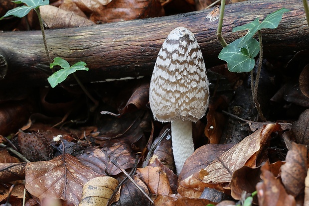 hnojník strakatý Coprinopsis picacea (Bull.) Redhead, Vilgalys & Moncalvo