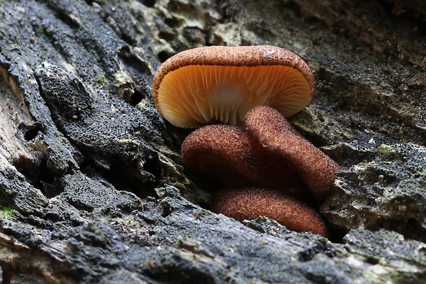 pahliva šafranová Crepidotus crocophyllus (Berk.) Sacc.