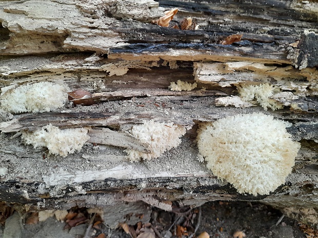 koralovec bukový Hericium coralloides (Scop.) Pers.