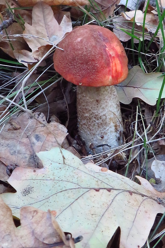 kozák dubový Leccinum aurantiacum (Bull.) Gray