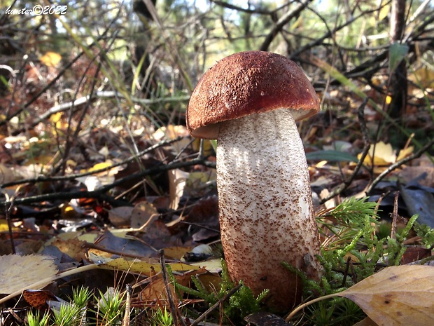 kozák dubový Leccinum aurantiacum (Bull.) Gray