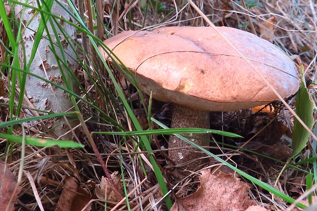 kozák topoľový Leccinum duriusculum (Schulzer ex Kalchbr.) Singer