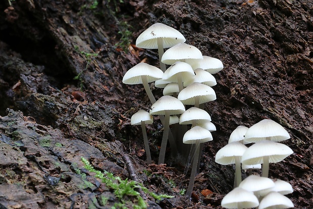 prilbička olivovožltá Mycena arcangeliana Bres.