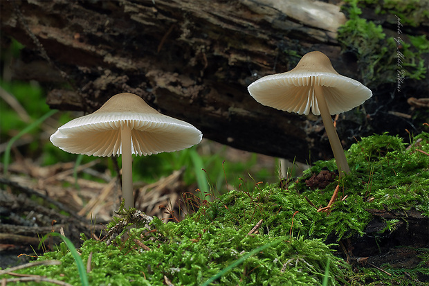 prilbička Mycena sp.