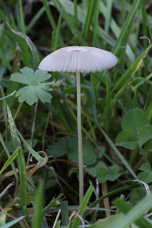 hnojník Parasola sp.