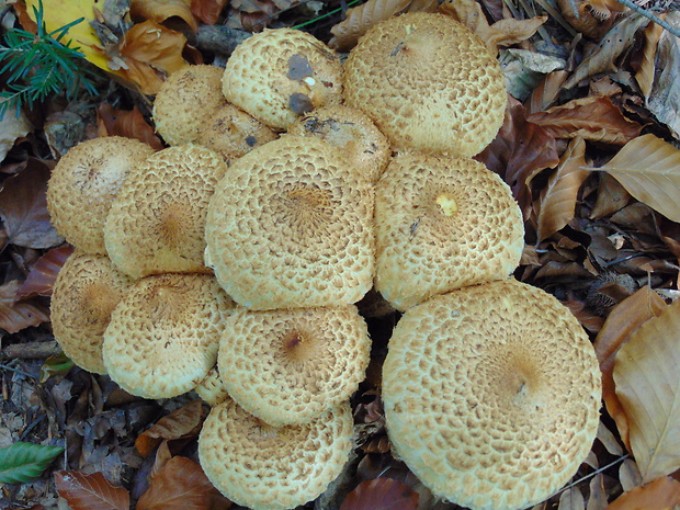 šupinovka šupinatá Pholiota squarrosa (Vahl) P. Kumm.