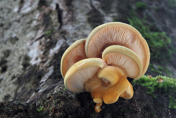 pňovka neskorá Sarcomyxa serotina (Pers.) P. Karst.