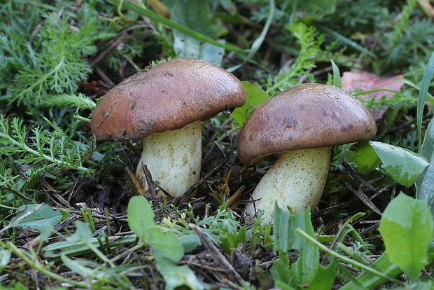 masliak kopcový Suillus collinitus (Fr.) Kuntze