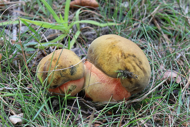 hríb zrnitohlúbikový Sutorius luridiformis (Rostk.) G. Wu & Zhu L. Yang