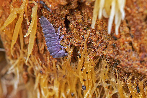 chvostoskok obrovský  Tetrodontophora bielanensis